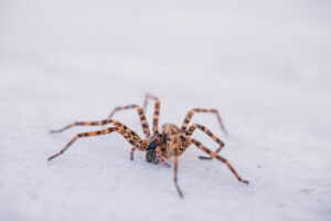 A close-up photo of a spider, representing pest control services offered by Central Virginia Exterminating & Crawlspace Solutions in Dillwyn, VA.