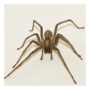 A close-up image of a spider, a common pest handled by Protective Thermal Solutions in Columbus, OH.