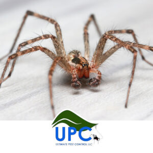 A close-up of a common house spider, indicating pest control services by Ultimate Pest Control LLC in Eugene, OR.