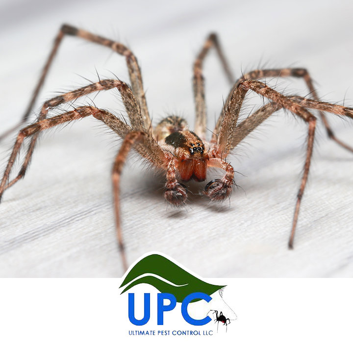 A close-up of a common house spider, indicating pest control services by Ultimate Pest Control LLC in Eugene, OR.