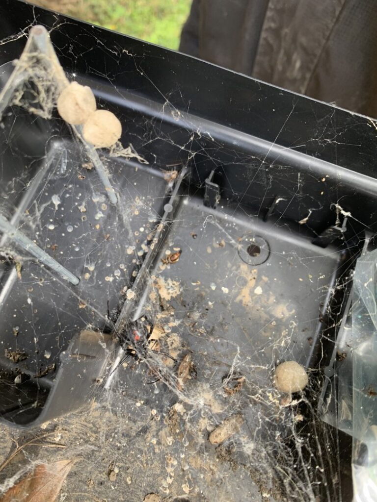 Spider webs, egg sacs, and a spider inside a pest control bait station used by Rogue Valley Extermination & Pest Control in Medford, OR.