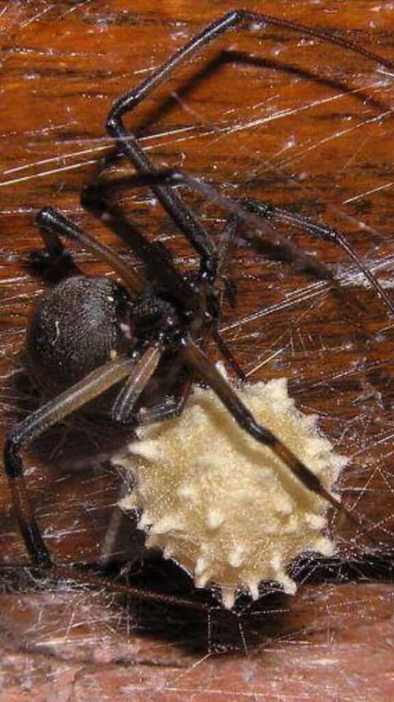 A close-up photo of a spider with a distinctive spiky egg sac in its web, demonstrating spider control services by Pro-Tech Services in Corpus Christi, TX.