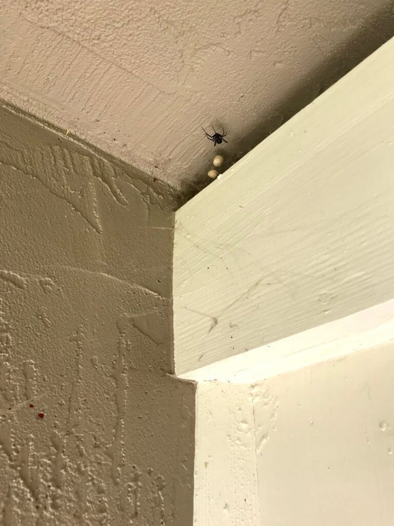 A spider with several egg sacs in the corner of a wall, showing a pest issue for Nature Shield Pest & Lawn in Meridian, ID.