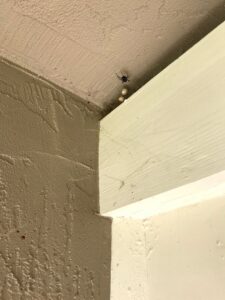 A spider with several egg sacs in the corner of a wall, showing a pest problem for Nature Shield Pest & Lawn in Meridian, ID.
