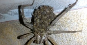 A large spider carrying hundreds of tiny baby spiders on its back, a common pest issue addressed by Belaire Pest Control in Glendale, AZ.