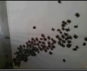 A severe infestation of spiderlings covering a white wall, indicating a pest control job by Bug Stop Pest Control in Oklahoma City, OK.