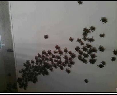 A severe infestation of spiderlings covering a white wall, indicating a pest control job by Bug Stop Pest Control in Oklahoma City, OK.