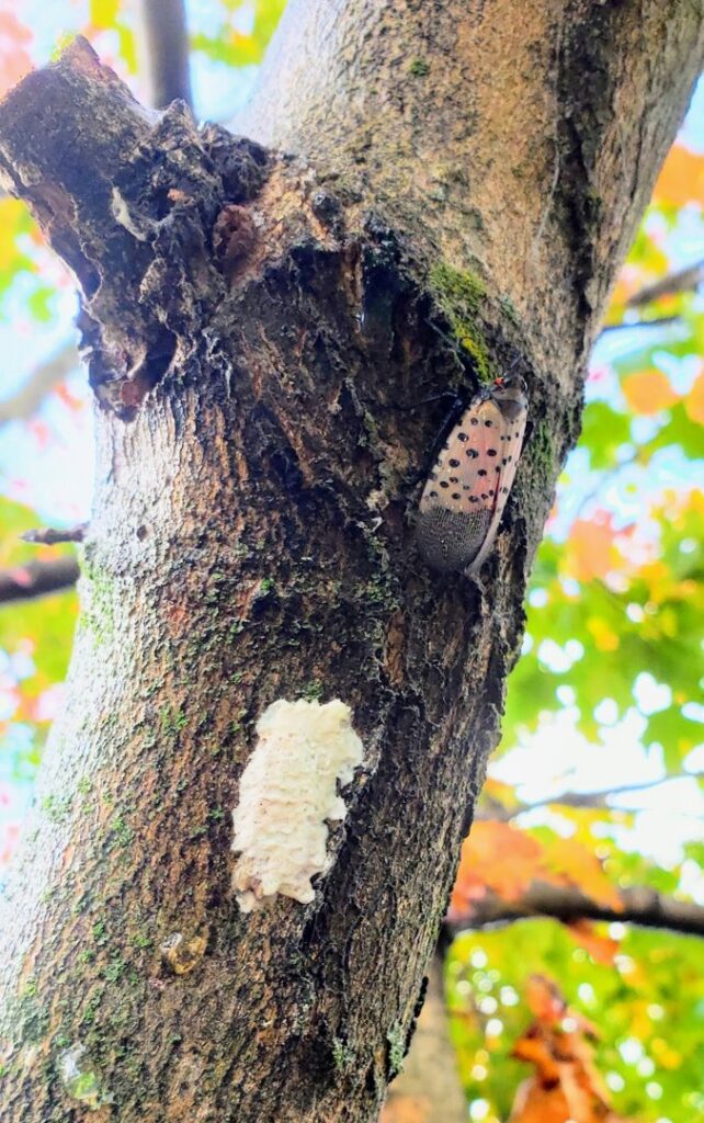 An adult spotted lanternfly and its egg mass on a tree, indicating pest control needs from Dominion Pest Control LLC in Lancaster, PA.
