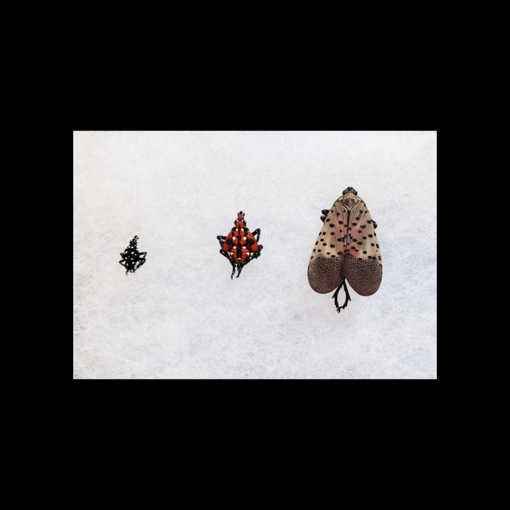 Different life stages of a spotted lanternfly, a common pest, shown by Dominion Pest Control LLC in Lancaster, PA.