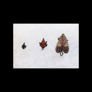 Three life stages of a spotted lanternfly, from nymph to adult, for pest identification by Dominion Pest Control LLC in Lancaster, PA.