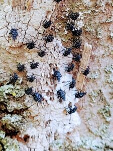 Spotted lanternfly nymphs infesting tree bark, a pest issue addressed by Dominion Pest Control LLC in Lancaster, PA.