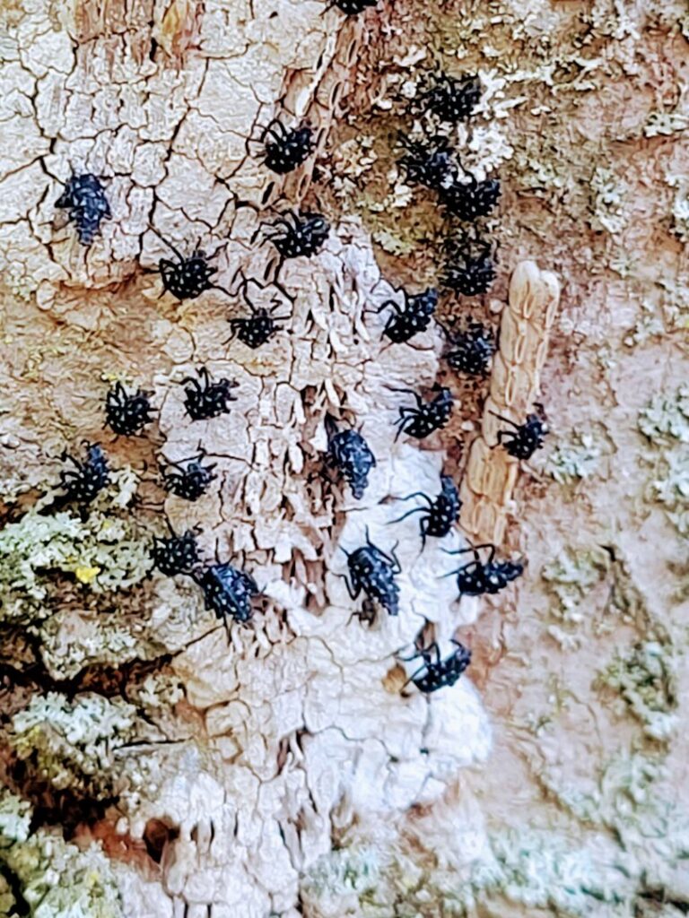 Spotted lanternfly nymphs infesting tree bark, a pest issue addressed by Dominion Pest Control LLC in Lancaster, PA.