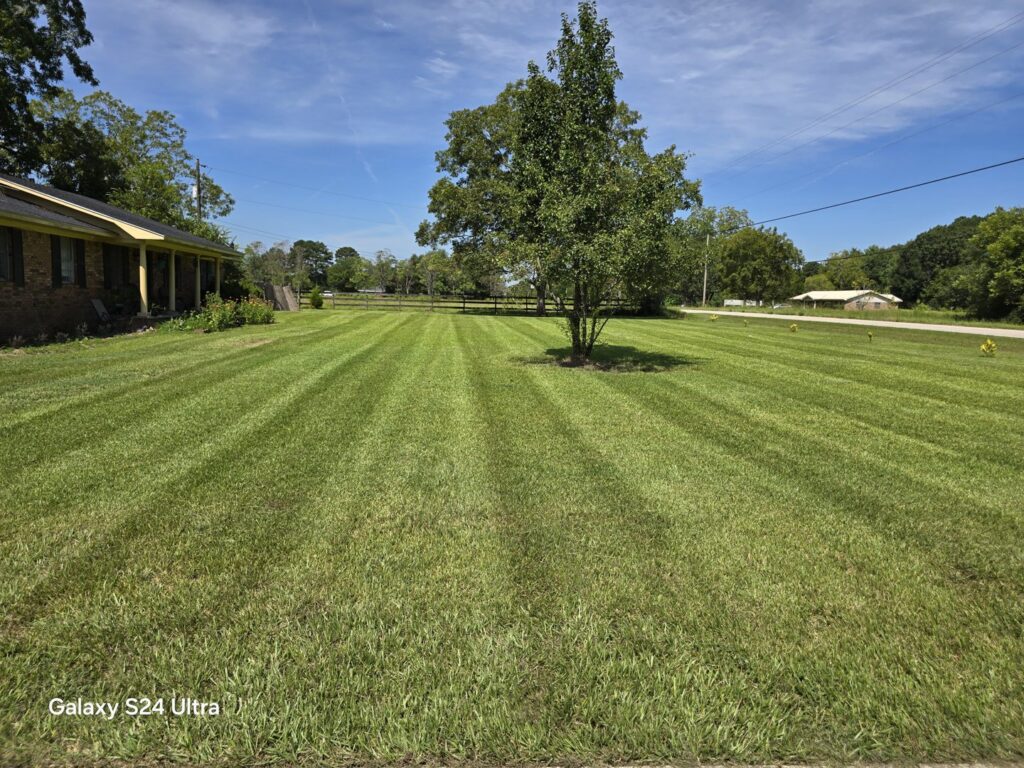 A sprawling front lawn with perfectly cut stripes, showcasing professional mowing services by Southern Rooted Lawns in Mobile, AL.