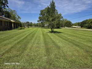 A sprawling front lawn with perfectly cut stripes, showcasing professional mowing services by Southern Rooted Lawns in Mobile, AL.