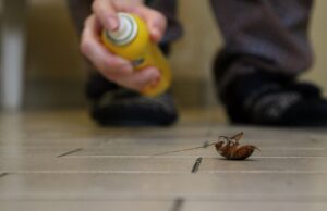 A hand spraying insecticide on a dead cockroach on the floor, demonstrating pest control by The Queen Pest Control Co in Charlotte, NC.