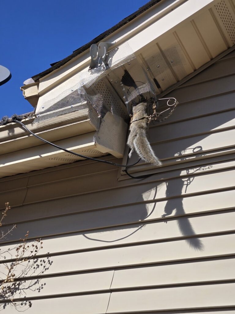 A squirrel caught in an exclusion device on a house by Paske Pest Control & Wildlife Solutions for wildlife removal in Cape Coral, FL.