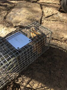 A squirrel safely caught in a humane trap on a stone patio, demonstrating wildlife control by Bug Busters LLC in Norman, OK.