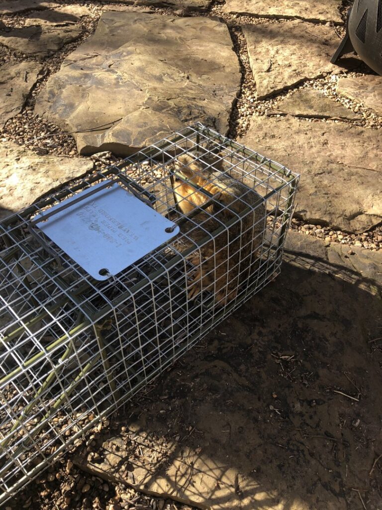 A squirrel safely caught in a humane trap on a stone patio, demonstrating wildlife control by Bug Busters LLC in Norman, OK.