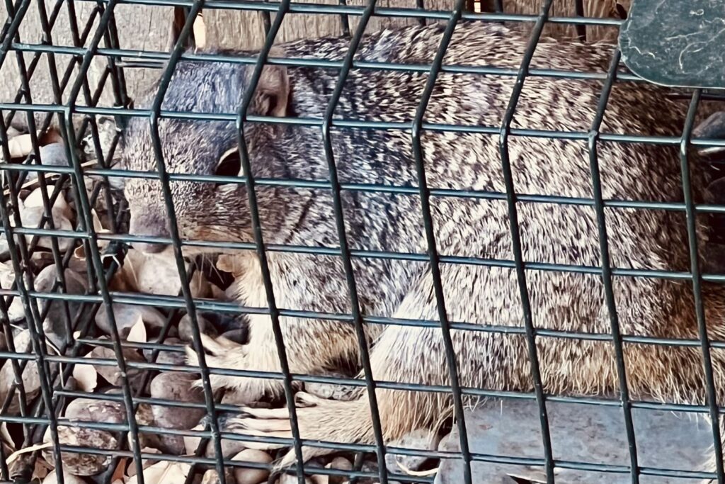 A squirrel safely caught inside a live trap, demonstrating wildlife control services by Rocky Mountain Pest Control in Santa Fe, NM.