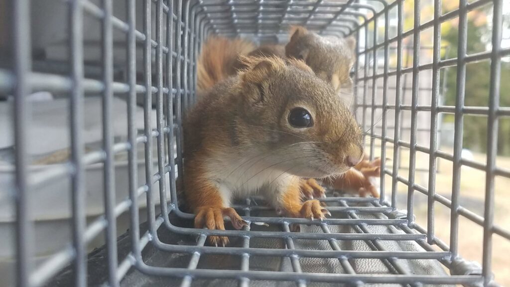 A squirrel safely caught in a live trap by Xceptional Wildlife Removal Jacksonville, FL, for humane removal.
