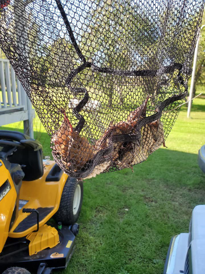 A squirrel safely caught in a net during a wildlife removal service by Evictus Wildlife Solutions in South Bend, IN.