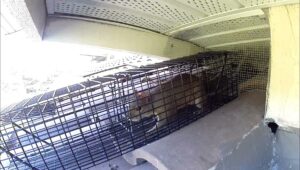 A squirrel caught in a live trap under a house eave, demonstrating wildlife control by Termite Lawn And Pest, Inc in Orlando, FL.