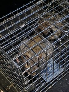 A squirrel safely caught in a live trap cage, demonstrating wildlife control services by Spectrum Pest Control Eco-Tech LLC in Kenosha, WI.
