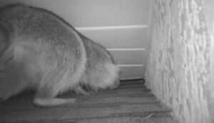 A squirrel detected in an attic during a wildlife inspection by Critter Control of Springfield, MO