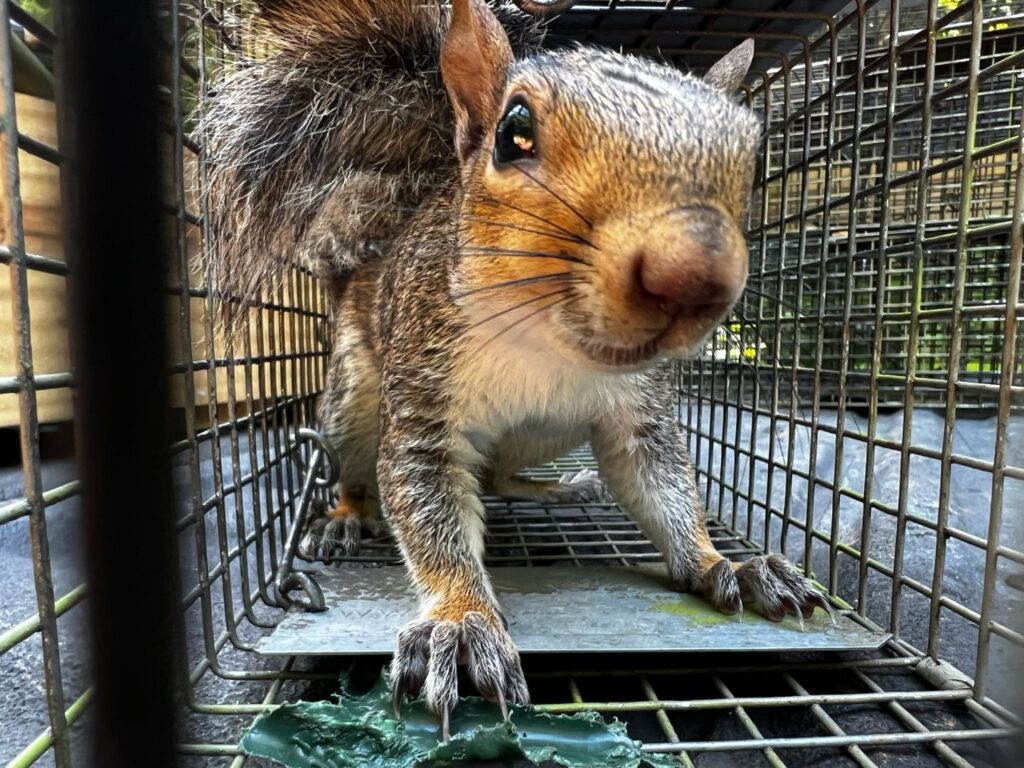 A squirrel captured in a cage trap, demonstrating wildlife removal by Southern Wildlife Management in Johns Creek, GA