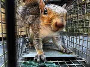 A squirrel captured in a cage trap, demonstrating wildlife removal by Southern Wildlife Management in Johns Creek, GA