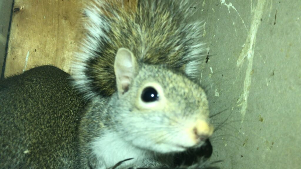 A squirrel found in an enclosed space, indicating a wildlife removal job by Complete Animal Removal USA in Louisville, KY.
