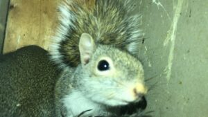 A squirrel found in an enclosed space, indicating a wildlife removal job by Complete Animal Removal USA in Louisville, KY.