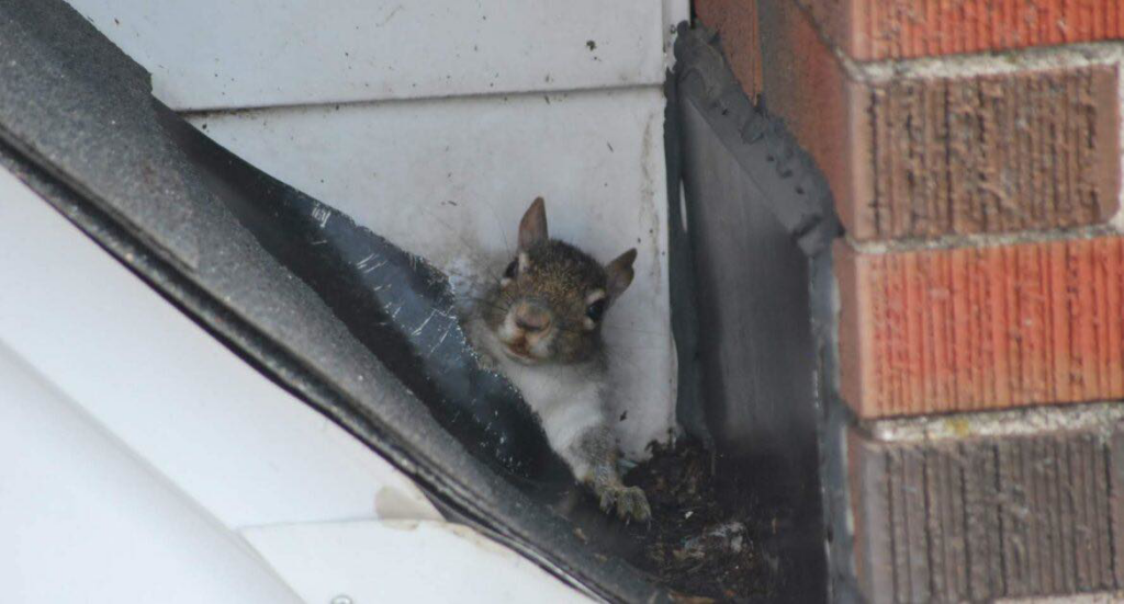 A squirrel peeking out from a damaged gutter, indicating a wildlife removal need for Blue Line Pest Police in Fort Worth, TX.