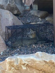A squirrel safely captured in a live trap, showing wildlife trapping services by No Moore Pests in Pueblo, CO.