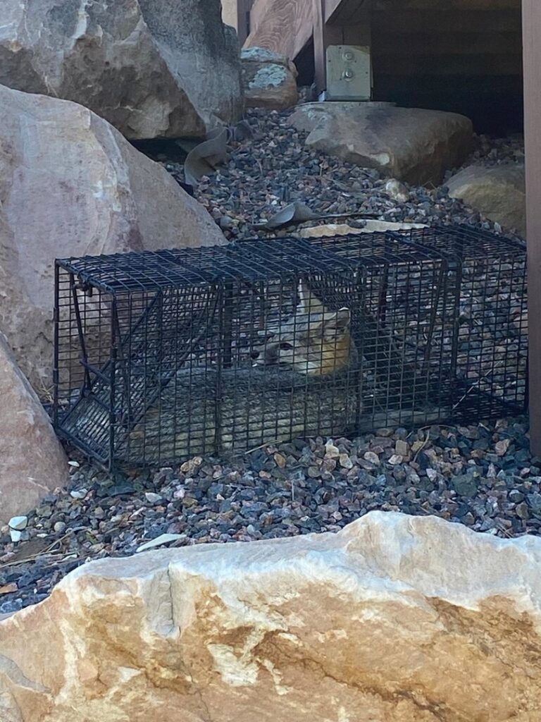 A squirrel safely captured in a live trap, showing wildlife trapping services by No Moore Pests in Pueblo, CO.
