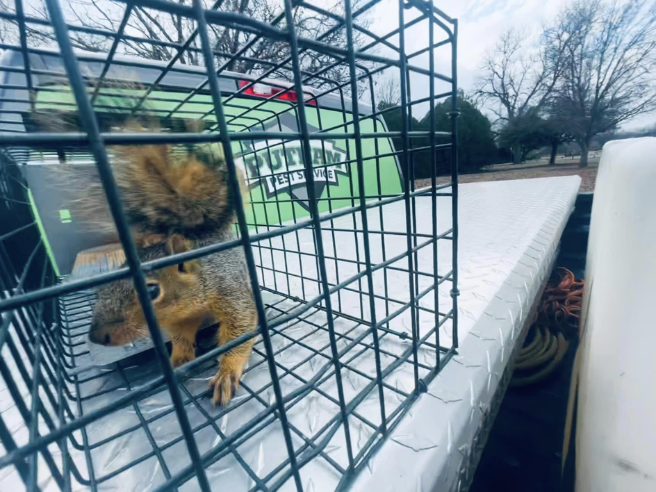 A squirrel captured in a live trap on a Putnam Pest Service truck in Lawton, OK, ready for relocation.