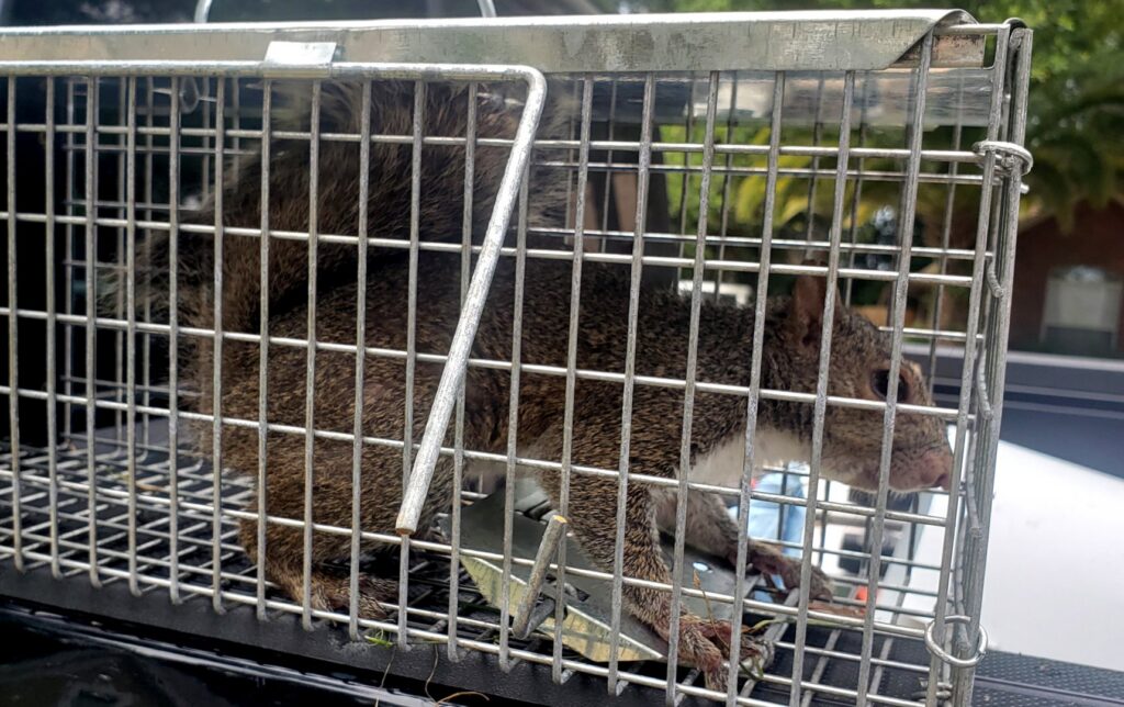 A squirrel safely captured inside a live trap, ready for removal by Varmint Eviction Wildlife Removal Services in Tallahassee, FL.