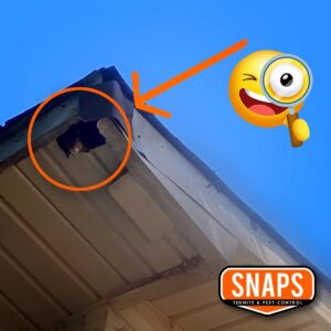 A squirrel peeking out of a hole in a house's soffit, indicating a wildlife removal service by Snaps Pest Control in Birmingham, AL.