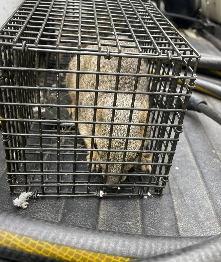 A squirrel safely captured in a live trap for humane wildlife removal by CARE PEST PROS in Austin, TX.