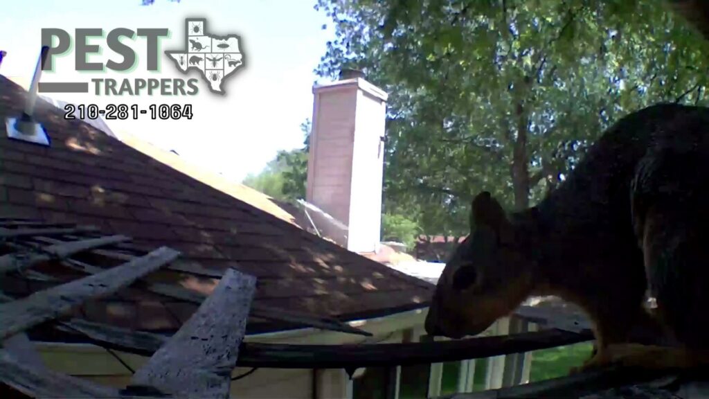 A squirrel perched on a house ledge, indicating a wildlife control service by Pest Trappers in San Antonio, TX.
