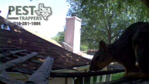 A squirrel perched on a house ledge, indicating a wildlife control service by Pest Trappers in San Antonio, TX.