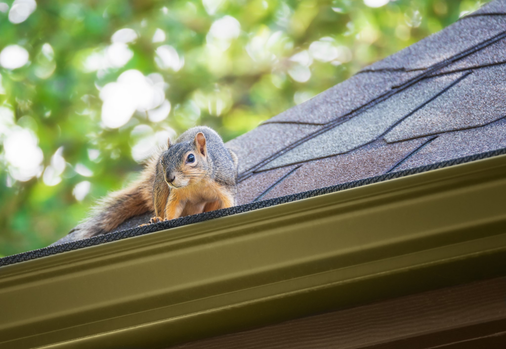 A squirrel on a residential roof, indicating a potential wildlife control issue for All About Pest Solutions in Denver, CO.