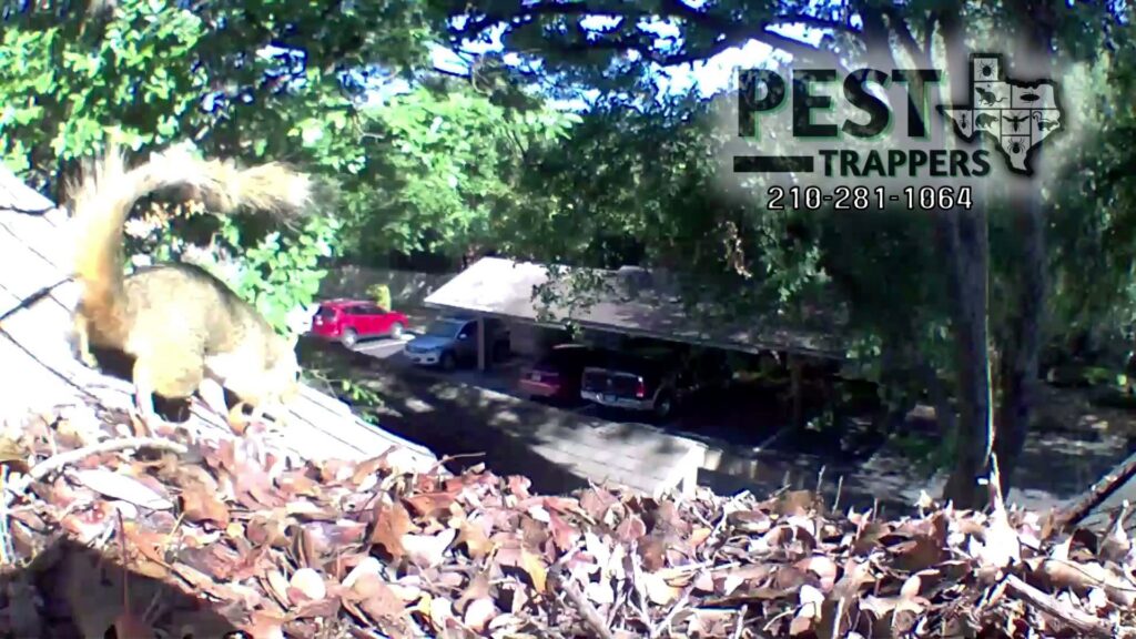 A squirrel on a residential roof, indicating a potential wildlife removal service by Pest Trappers in San Antonio, TX.