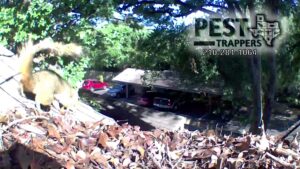 A squirrel on a residential roof, indicating a potential wildlife removal service by Pest Trappers in San Antonio, TX.