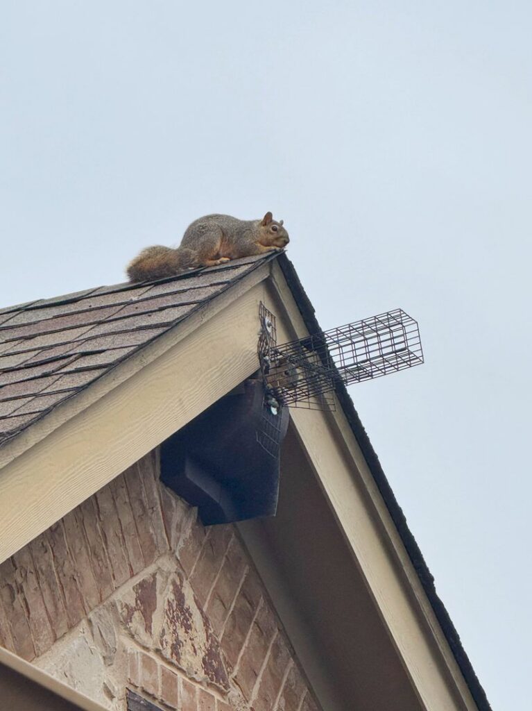 A squirrel on a roof near a wildlife exclusion device installed by CARE PEST PROS in Austin, TX.