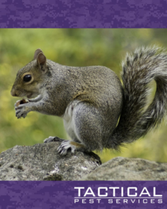 A squirrel holding a nut, representing wildlife control services by Tactical Pest Services in McKinney, TX.
