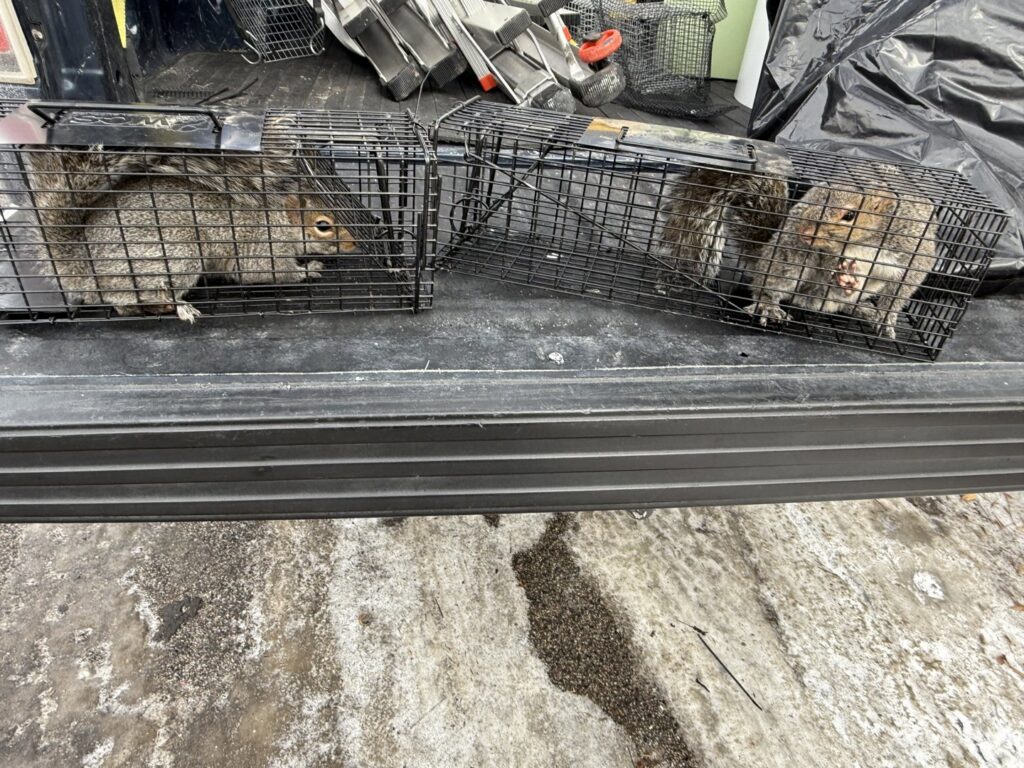 Two squirrels safely captured in live traps in the back of a truck by Stellar Wildlife Solutions in Cottage Grove, MN.