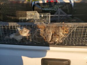 Multiple squirrels captured in live traps in the back of a K.P. Wildlife Control and Repairs LLC truck in Annapolis, MD.