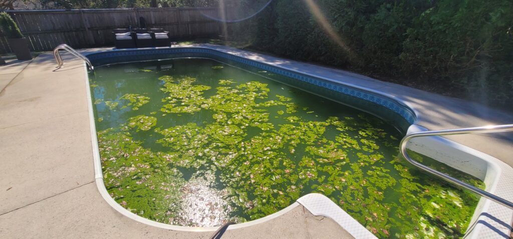 A swimming pool with stagnant green water, a significant mosquito breeding ground, addressed by Stokes Mosquito and Pest Services in North Augusta, SC.