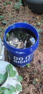 A blue bucket filled with stagnant water and debris, a common mosquito breeding site, identified by Stokes Mosquito and Pest Services in North Augusta, SC.